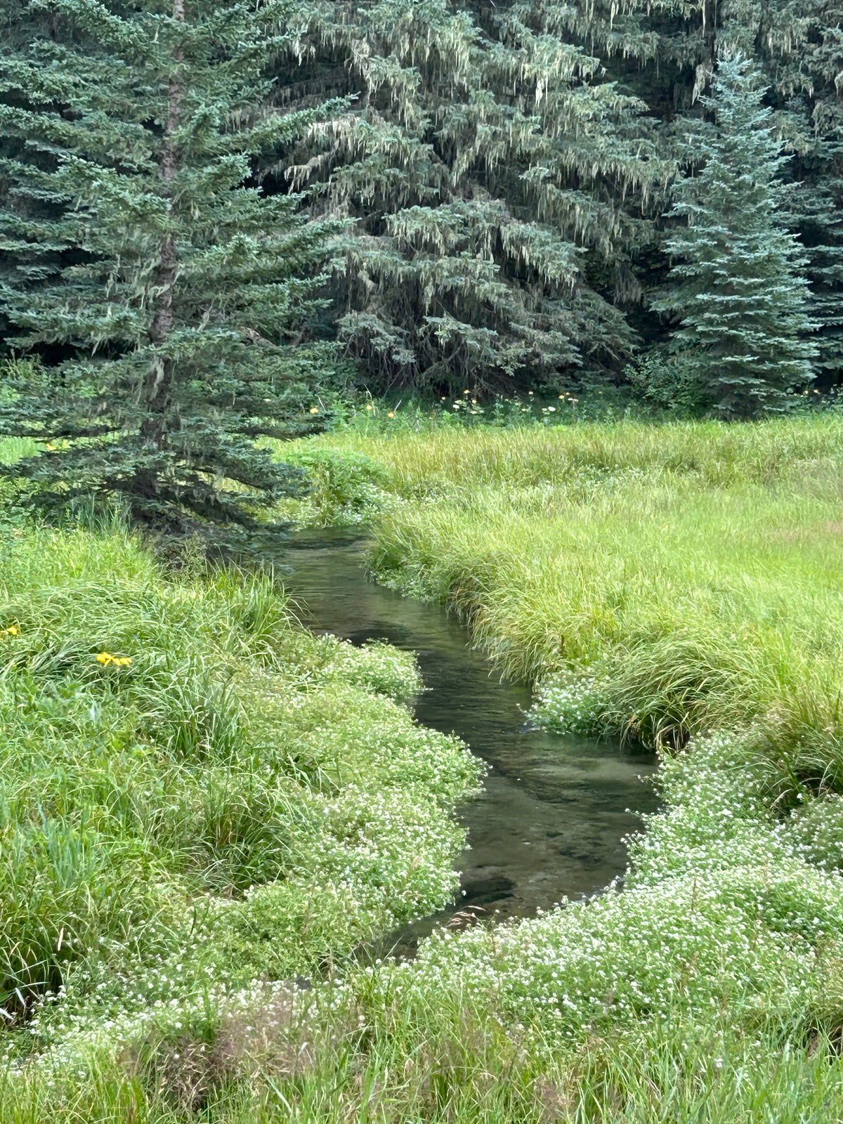 Peaceful meadow stream--Icebox Canyon